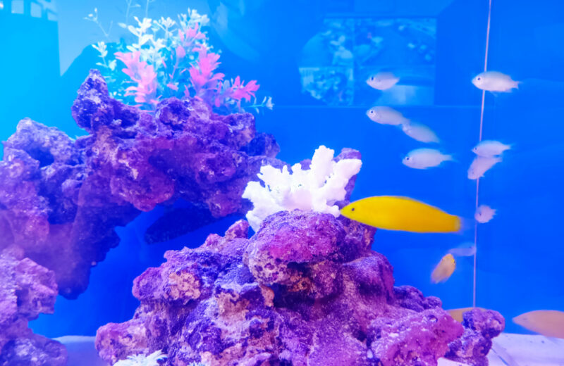 企業様のオフィスに海水魚水槽を設置！天蓋がおしゃれな120cm水槽 水槽画像３