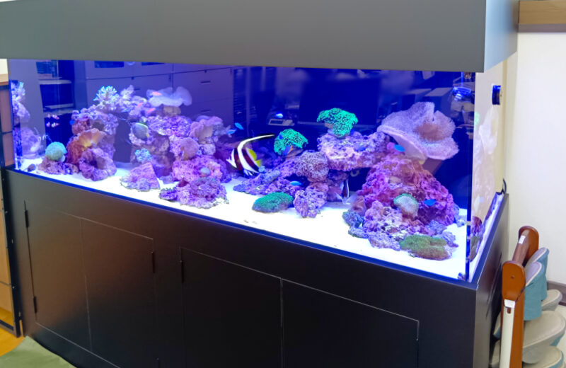 企業様のオフィスに特注サンゴ水槽を販売！180cm水槽のワイドな美しさ 水槽画像５
