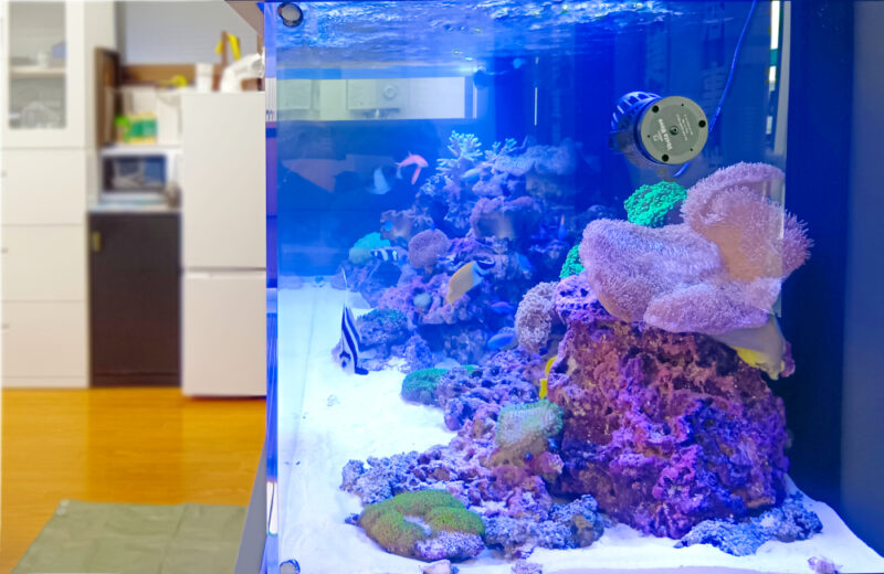 企業様のオフィスに特注サンゴ水槽を販売！180cm水槽のワイドな美しさ 水槽画像３