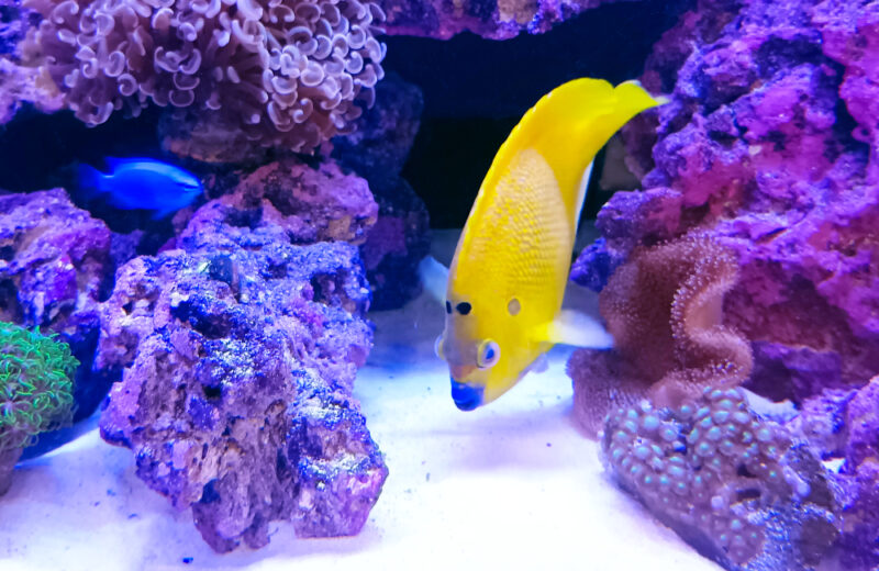 企業様のオフィスに特注サンゴ水槽を販売！180cm水槽のワイドな美しさ 水槽画像４