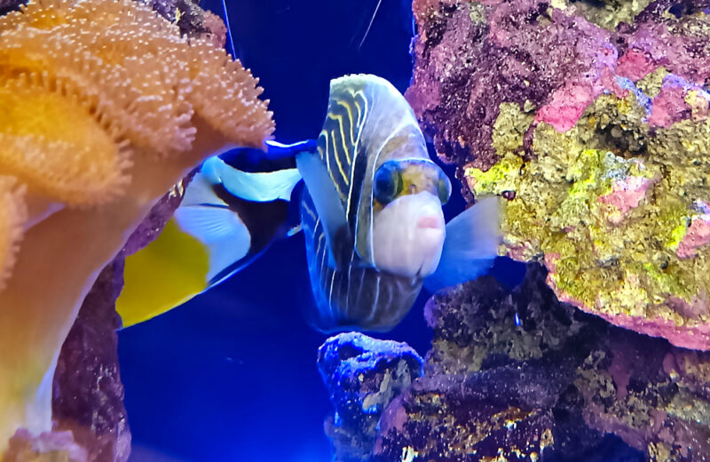 企業様のオフィスに特注サンゴ水槽を販売！180cm水槽のワイドな美しさ 水槽画像２