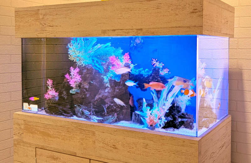豊和法律事務所様の90cm海水魚水槽・その後！爽やかなマリンアクアリウム 水槽画像４
