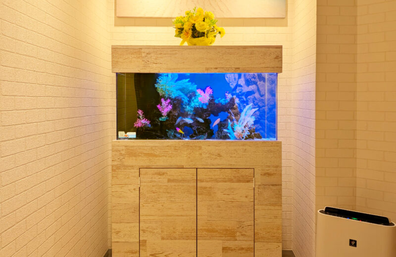 豊和法律事務所様の90cm海水魚水槽・その後！爽やかなマリンアクアリウム 水槽画像３