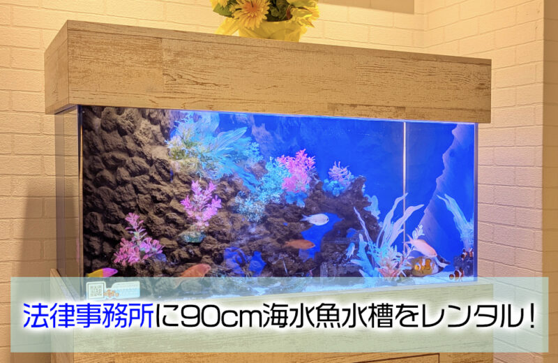 豊和法律事務所様の90cm海水魚水槽・その後！爽やかなマリンアクアリウム 水槽画像１
