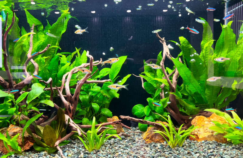 企業様の60cm淡水魚水槽！フロアに溶け込むアクアリウム 水槽画像４