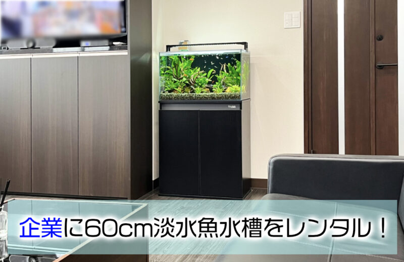 企業様の60cm淡水魚水槽!フロアに溶け込むアクアリウムサムネイル