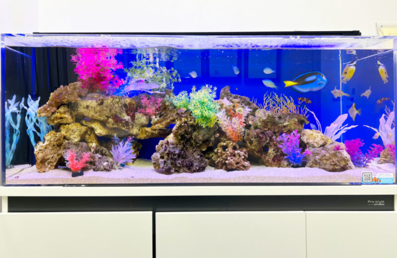 企業様の120cm海水魚水槽・サイズアップ後の様子！ナンヨウハギたちが泳ぎます 水槽画像２