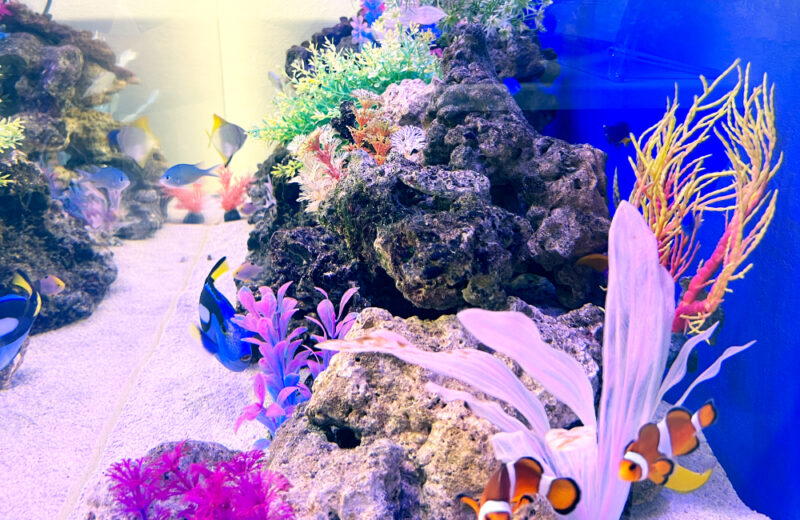 企業様の120cm海水魚水槽・サイズアップ後の様子！ナンヨウハギたちが泳ぎます 水槽画像３