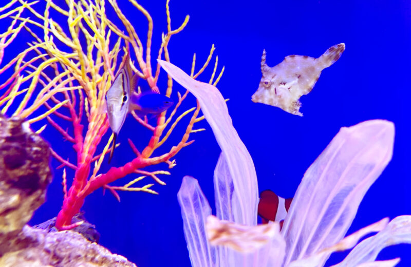 企業様の120cm海水魚水槽・サイズアップ後の様子！ナンヨウハギたちが泳ぎます 水槽画像４