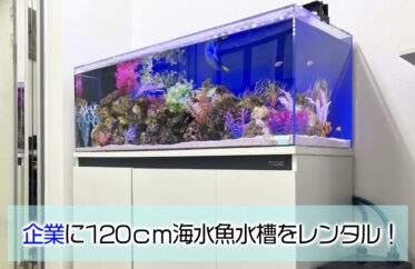 企業様の120cm海水魚水槽・サイズアップ後の様子！ナンヨウハギたちが泳ぎます