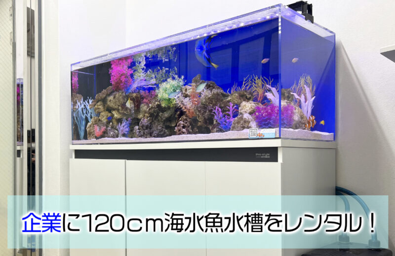 企業様の120cm海水魚水槽・サイズアップ後の様子!ナンヨウハギたちが泳ぎますサムネイル