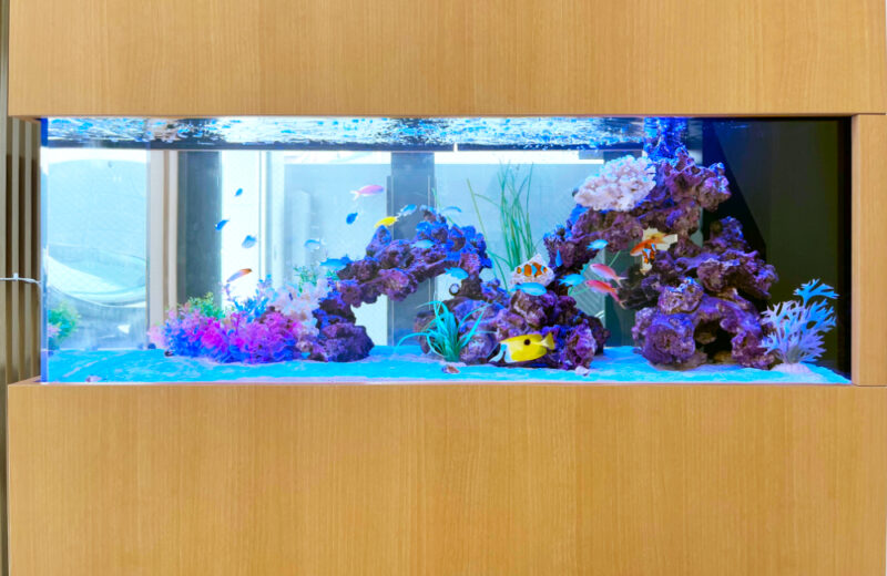 企業様の120cm埋め込み水槽！透明感ある明るい海水アクアリウム 水槽画像３