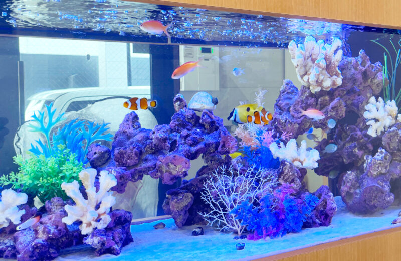 企業様の120cm埋め込み水槽！透明感ある明るい海水アクアリウム 水槽画像５