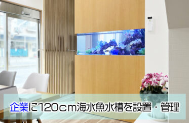 企業様の120cm埋め込み水槽！透明感ある明るい海水アクアリウム