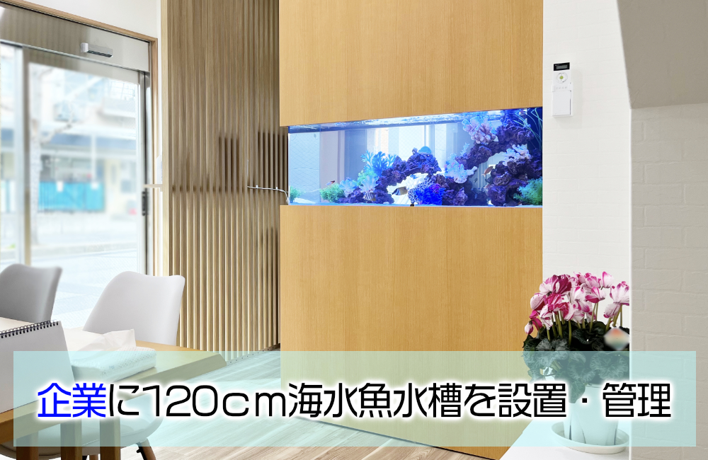 企業様の120cm埋め込み水槽！透明感ある明るい海水アクアリウム