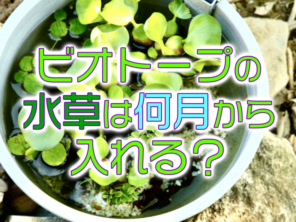ビオトープの水草は何月からいれる？ホテイソウなど定番水草に最適な気温のサムネイル画像