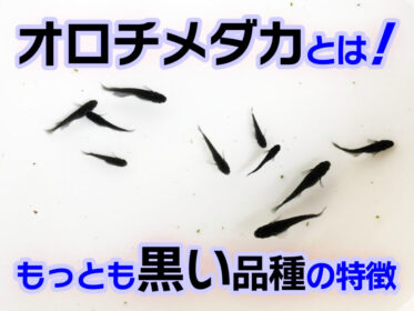 オロチメダカとは！もっとも黒いメダカ品種・オロチの特徴などを解説