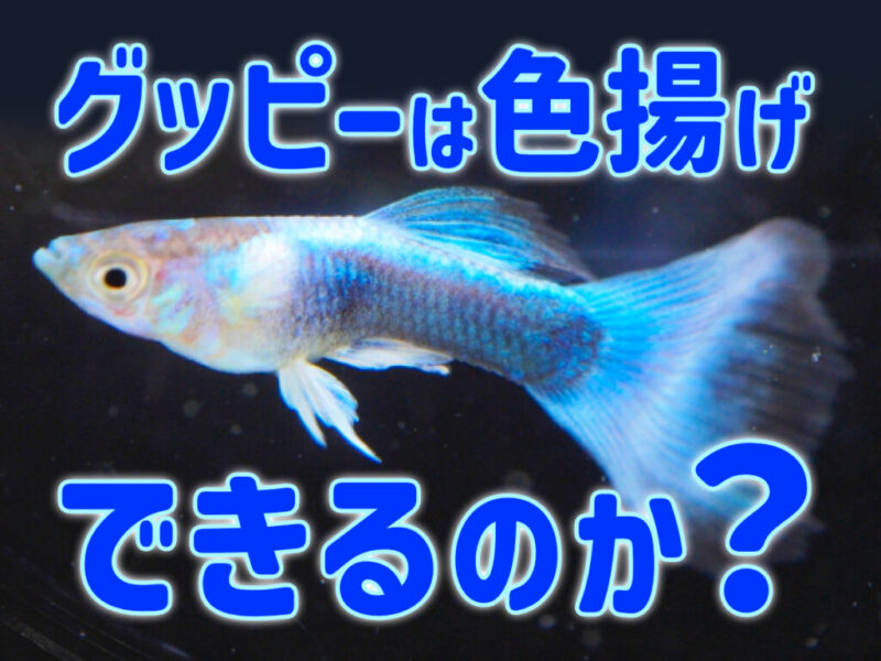 グッピーは色揚げできるのか?レッド系統・ブルー系統の色揚げ方法を紹介サムネイル