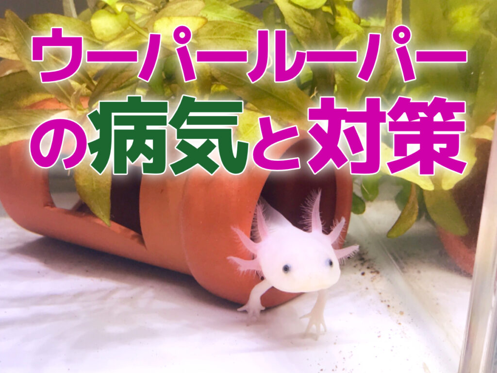 ウーパールーパーの病気と対策！5つの病気と水温管理についてを解説のサムネイル画像