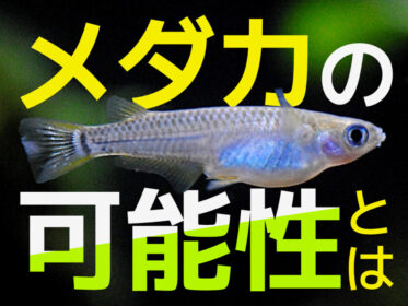 メダカの可能性とは！観賞魚・ペット・研究などで注目される理由を解説