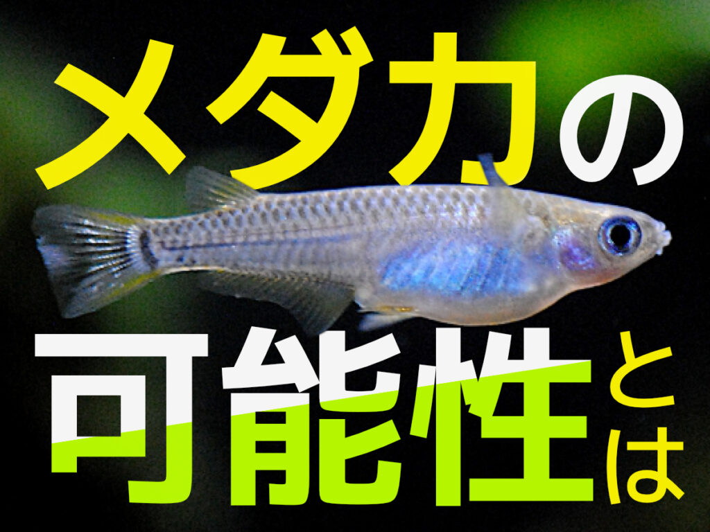 メダカの可能性とは!観賞魚・ペット・研究などで注目される理由を解説のサムネイル画像