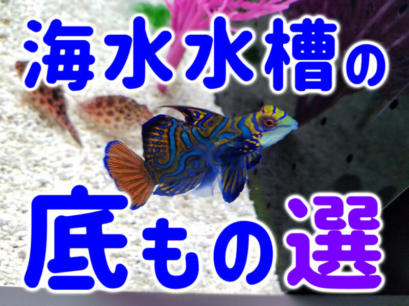 海水水槽の底物10選！観賞性が高くクリーナーにもおすすめな海の生物サムネイル