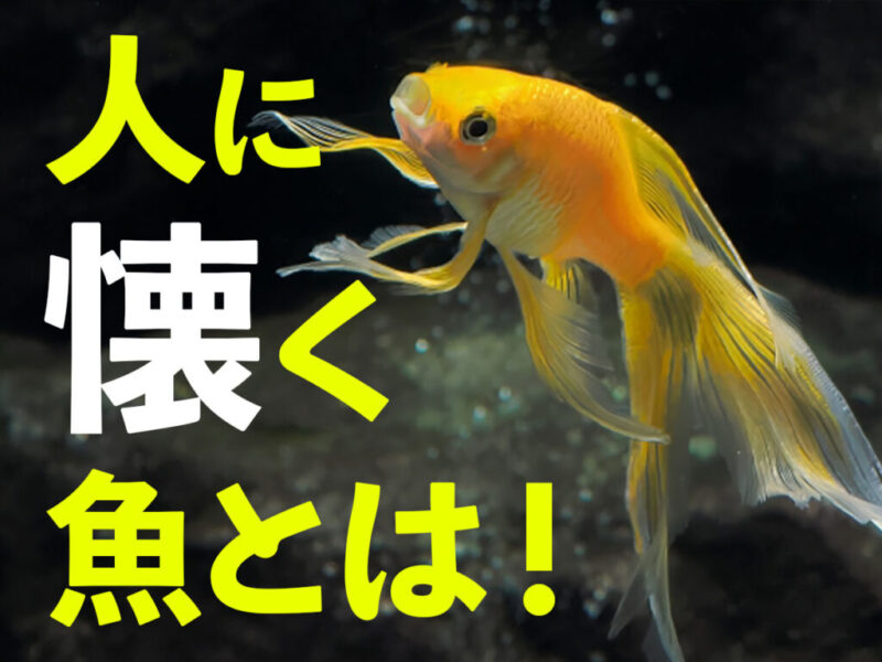 人になつく熱帯魚9選！オスカーなど好奇心旺盛でかわいい魚をまとめましたサムネイル