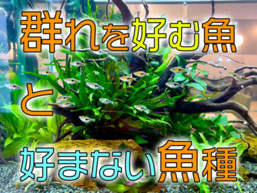 群れを好む魚・好まない魚の違いとは！特徴や種類、群泳しない理由も解説