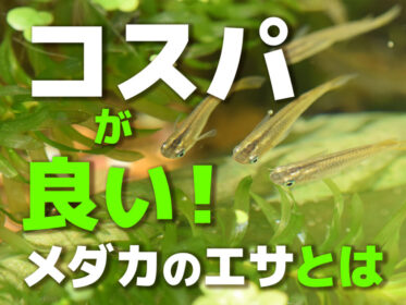 メダカのコスパが良い餌3選！コスパを上げるメダカの給餌・飼育ポイント