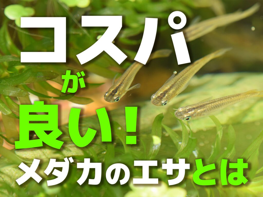 メダカのコスパが良い餌3選！コスパを上げるメダカの給餌・飼育ポイントのサムネイル画像