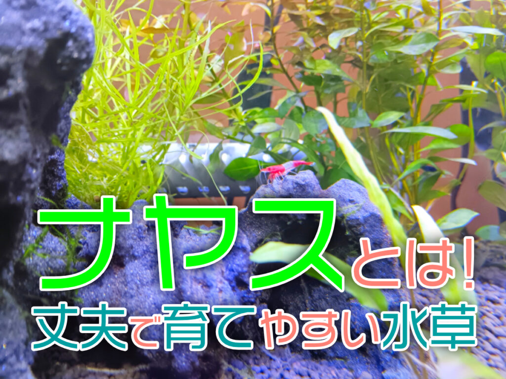 ナヤスを育てよう!育て方、溶ける原因、エビなど相性がいい生き物も解説