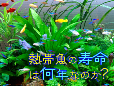 熱帯魚の寿命は何年？小型・大型魚の年齢目安と長生きするヒントを解説