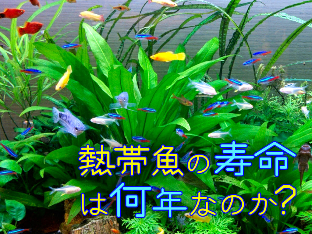 熱帯魚の寿命は何年？小型・大型魚の年齢目安と長生きするヒントを解説のサムネイル画像