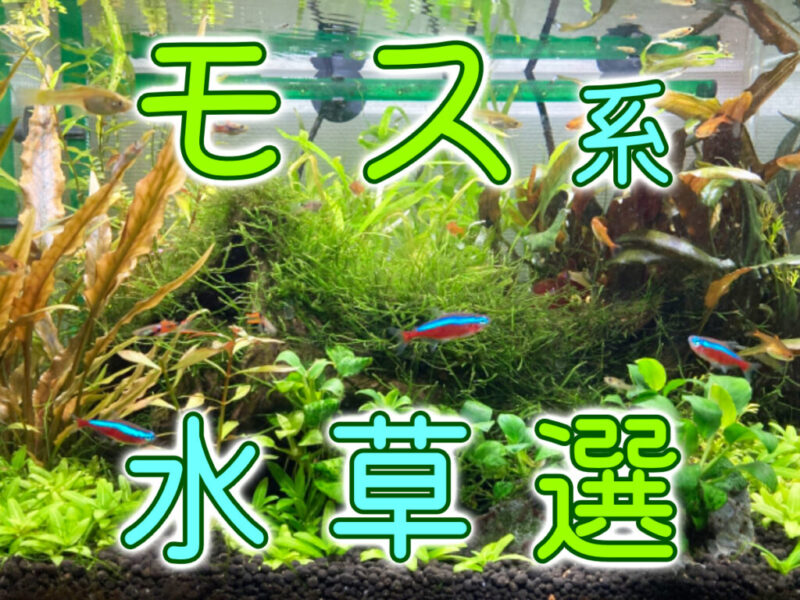 モス系水草10選！無加温OKなモスと保温機材が必要なモスの種類サムネイル