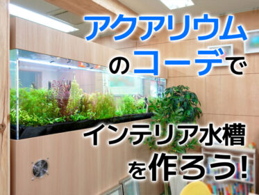 アクアリウムのコーデでおしゃれなインテリア水槽を作ろう！ポイントを解説