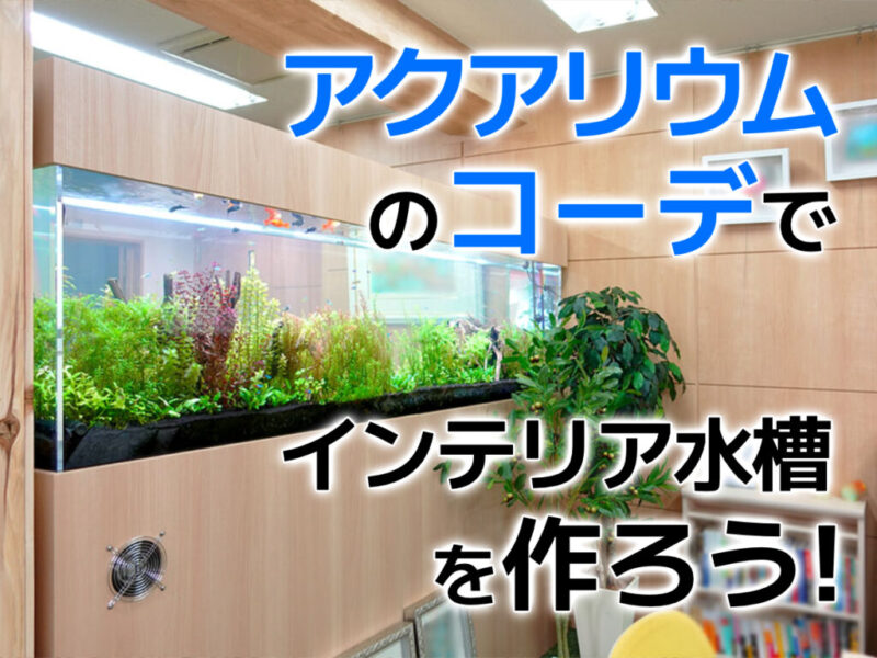 アクアリウムのコーデでおしゃれなインテリア水槽を作ろう!ポイントを解説サムネイル