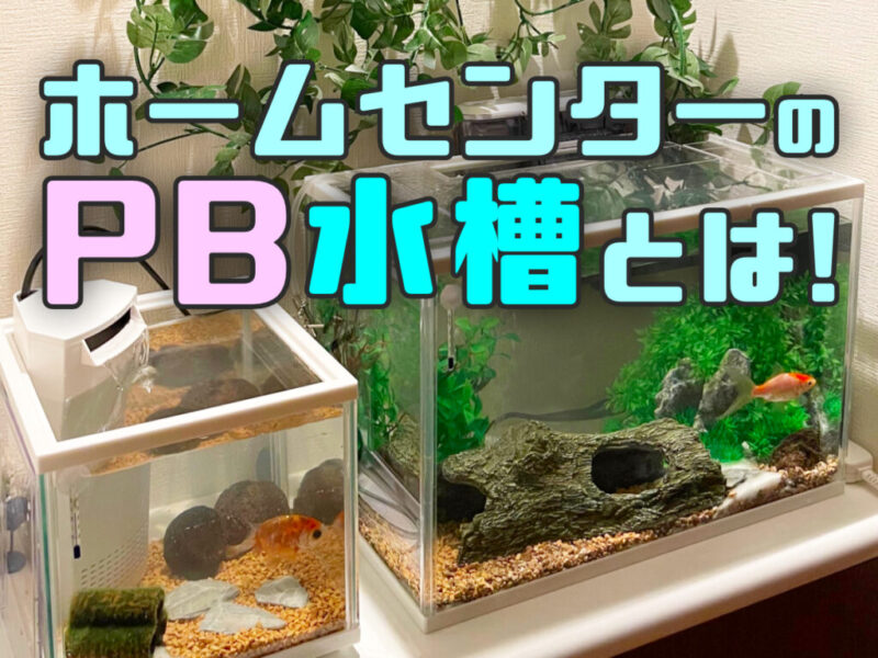 ホームセンターのPB水槽はお得か？おすすめ使用法とメーカー品との違いサムネイル