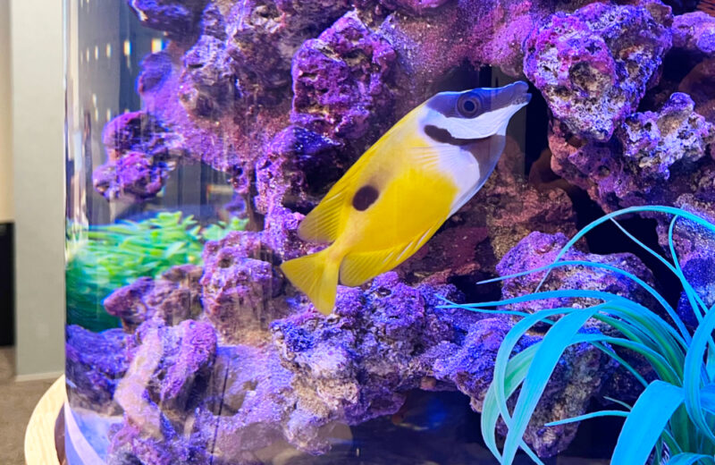 確認用：企業様に直径60cm円柱水槽を販売！設置からメンテナンスまでお任せください 水槽画像４