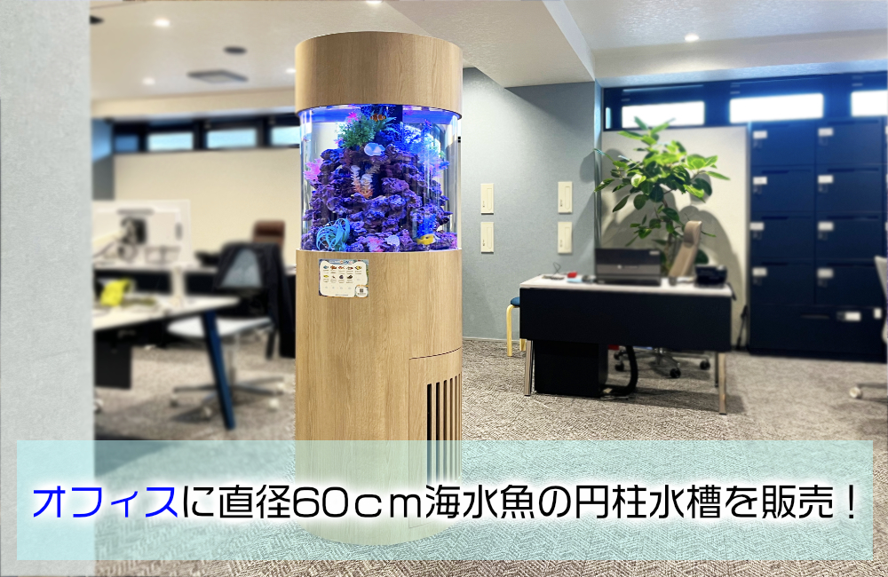 確認用：企業様に直径60cm円柱水槽を販売！設置からメンテナンスまでお任せください メイン画像