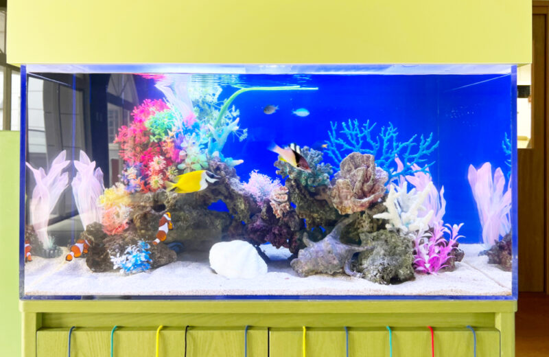 幼稚園様の90cm海水魚水槽！グリーンの水槽台と天蓋も特徴的なアクアリウム 水槽画像３