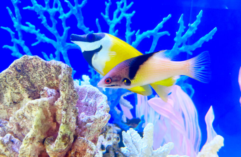 幼稚園様の90cm海水魚水槽！グリーンの水槽台と天蓋も特徴的なアクアリウム 水槽画像４