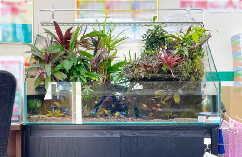 店舗の90cmアクアテラリウム水槽・8年後の様子！植物が成長した美しい水景 水槽画像３