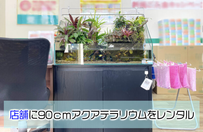 店舗の90cmアクアテラリウム水槽・8年後の様子！植物が成長した美しい水景サムネイル