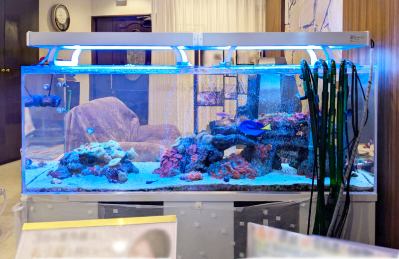 美容サロン様の120cm海水魚水槽・10年目の様子！美しく安定した水槽です 水槽画像５