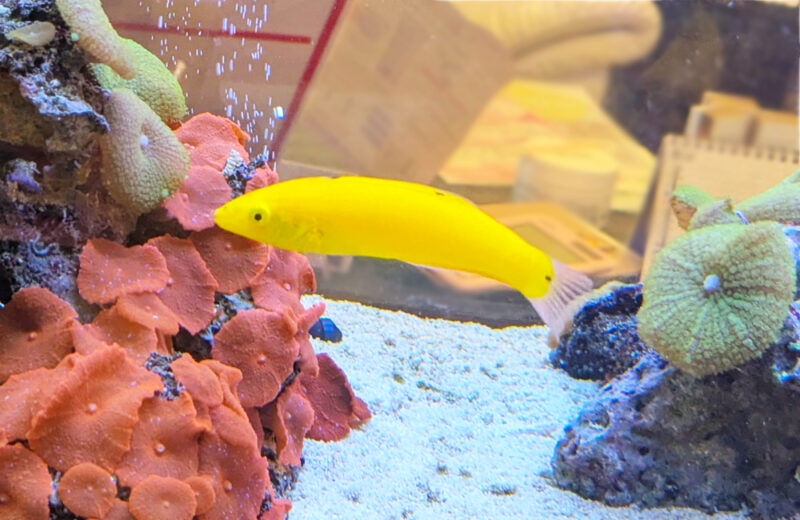 美容サロン様の120cm海水魚水槽・10年目の様子！美しく安定した水槽です 水槽画像４