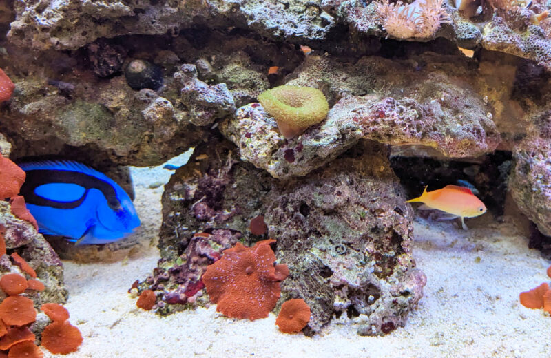 美容サロン様の120cm海水魚水槽・10年目の様子！美しく安定した水槽です 水槽画像３