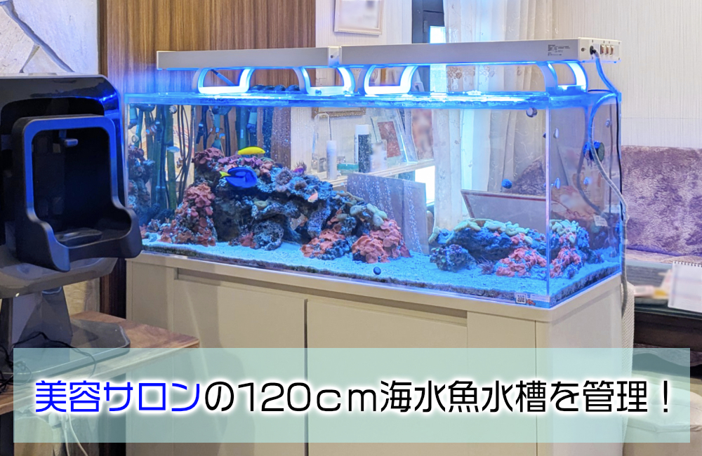 美容サロン様の120cm海水魚水槽・10年目の様子！美しく安定した水槽です