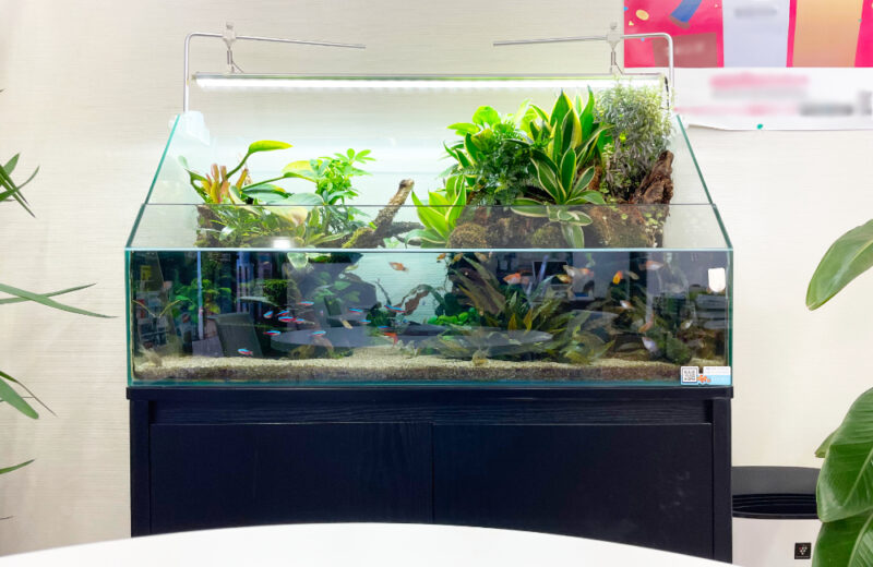 店舗様のアクアテラリウム水槽！緑を楽しめる90cmの水景 水槽画像２