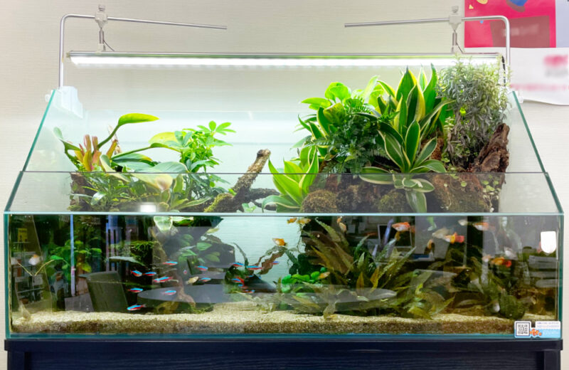 店舗様のアクアテラリウム水槽！緑を楽しめる90cmの水景 水槽画像４