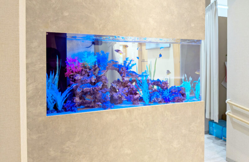 耳鼻科クリニック様の120cm埋め込み式水槽！半年後の様子 水槽画像５
